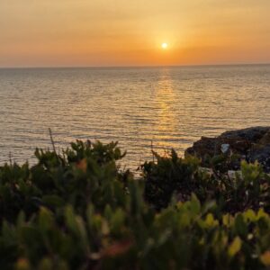 Fotografie di Natura Selvaggia